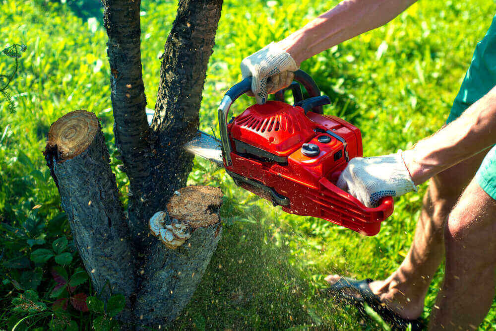 Affordable Tree Removal Company