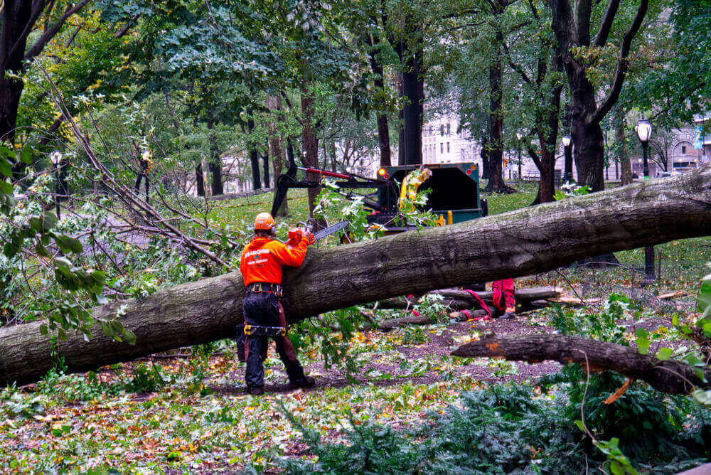 Emergency Tree Removal & Clean Up Service
