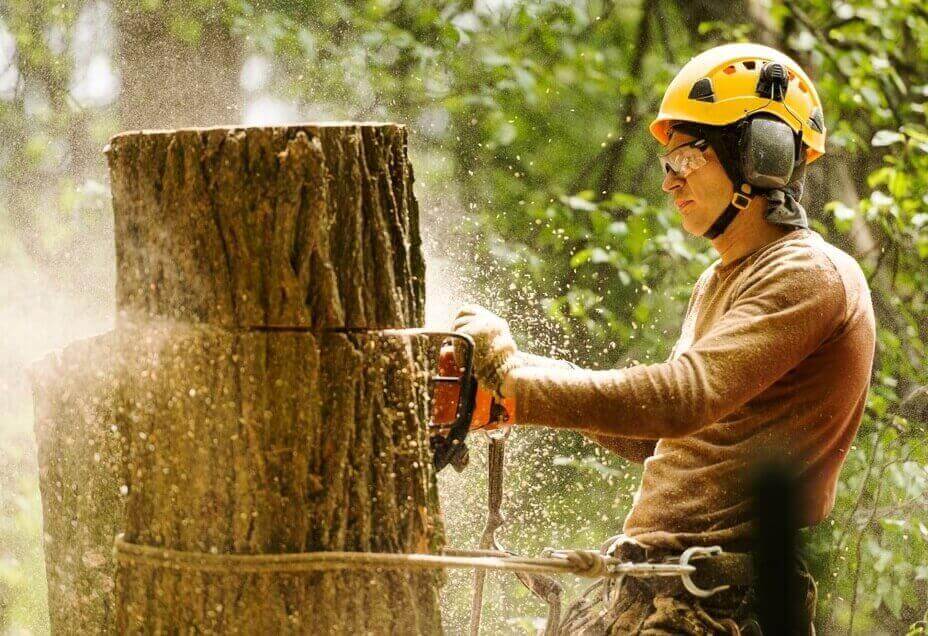 Professional Tree Removal Service in Westminster, MD