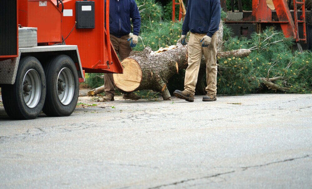 Residential Tree Service Westminster MD
