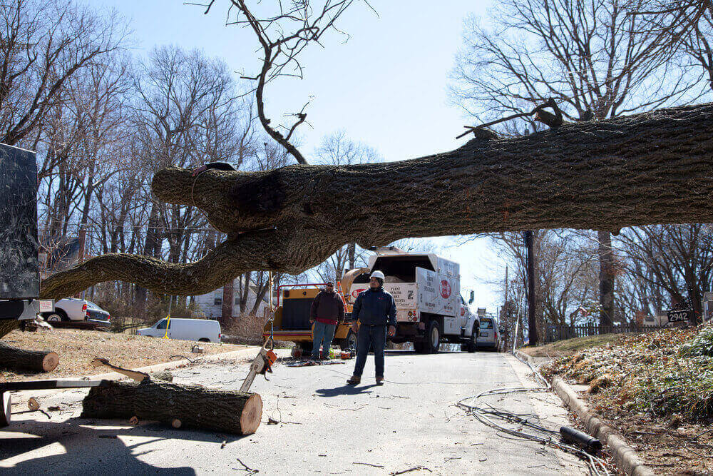 Storm Damage Tree Services Westminster, MD