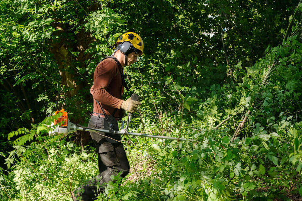 Top Rated Professional Tree Services in Westminster, MD