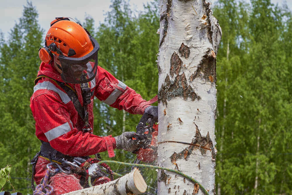 We Have Certified Arborist And Having Licensed