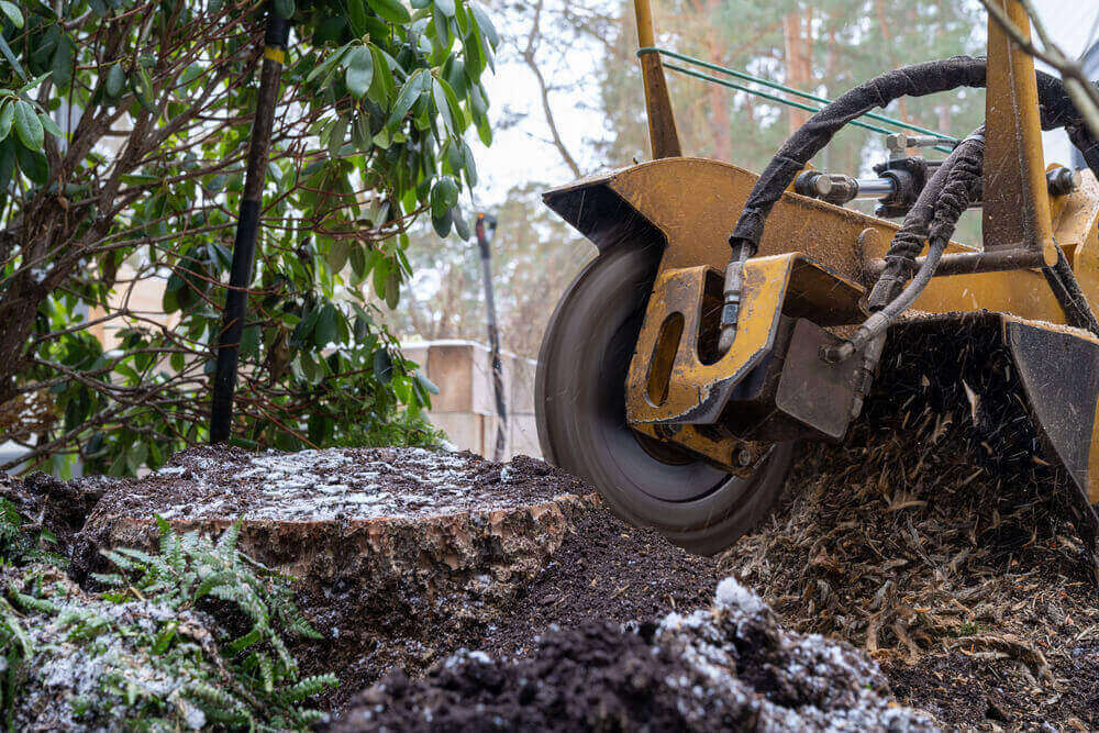 What is Tree Root Removal