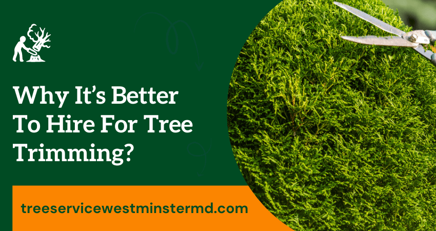 Hire Arborist For Tree Trimming